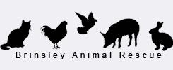 Brinsley